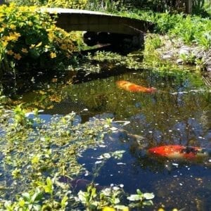 hagedam Saltvannsfisk - Arilds Zoo