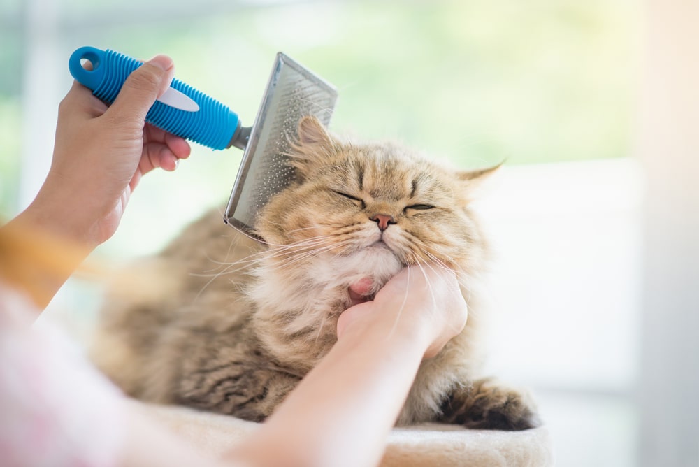 Katt blir børstet