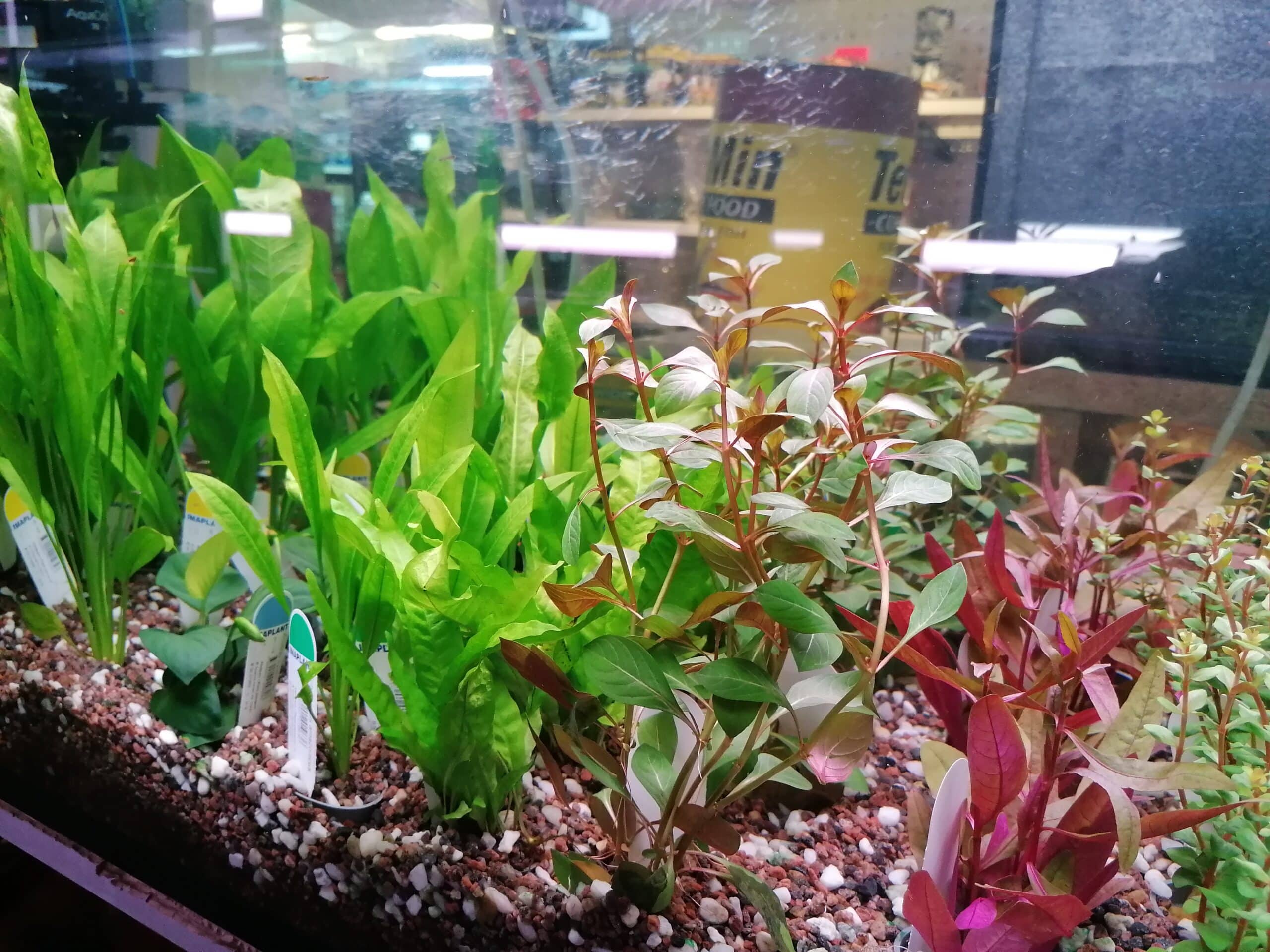 Planter til å ha i akvarium