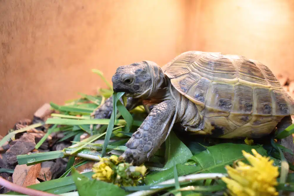 Landskilpadde spiser blader